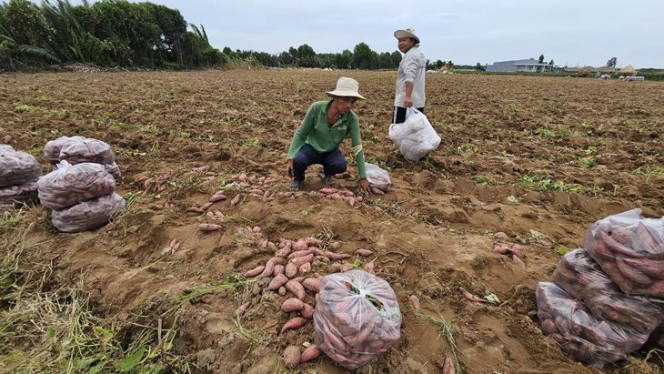 Chúng ta đang thổi phồng quá đáng những hậu quả của thuốc bảo vệ thực vật?- Ảnh 1. Sản xuất nông nghiệp tại Việt Nam đang lạm dụng nhiều phân bón và thuốc bảo vệ thực vật hóa học - Ảnh: N.TRÍ